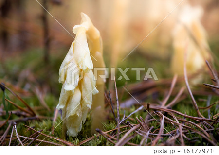 Hypopitys monotropa plant which gets its products 36377971