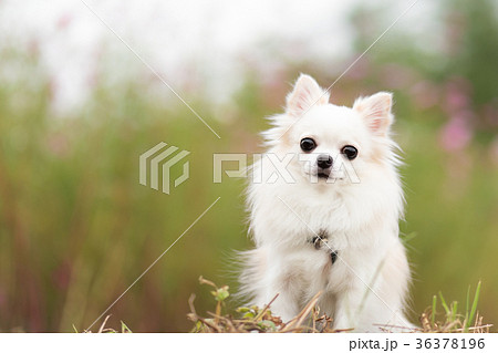 チワワとピンク色のコスモス 36378196