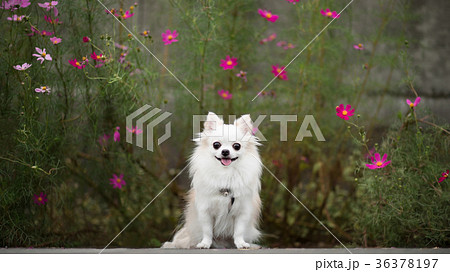 紫色のコスモスとチワワ 紫色のコスモスとチワワ 36378197