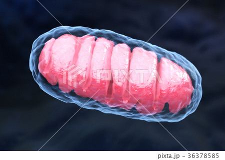 Mitochondrion 36378585