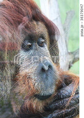 orangutan monkey head 36379047