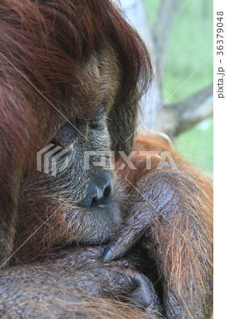 orangutan monkey head orangutan monkey head 36379048