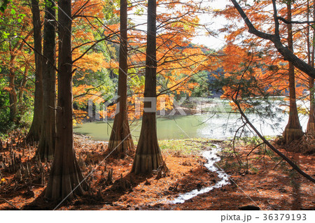 ラクウショウの紅葉 ラクウショウの紅葉 36379193