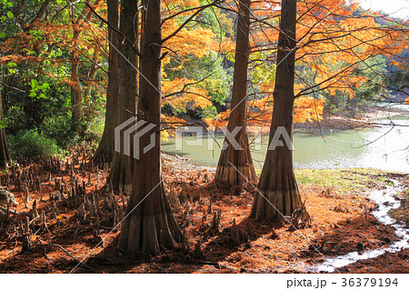 ラクウショウの紅葉 36379194