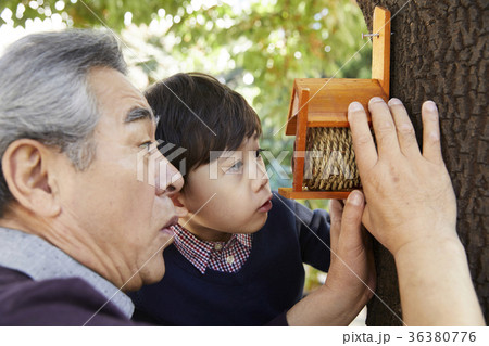 木 男性 大家族 36380776