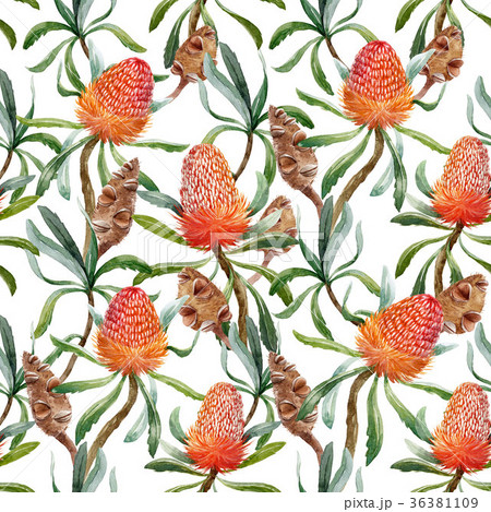 Watercolor tropical australian pattern 36381109