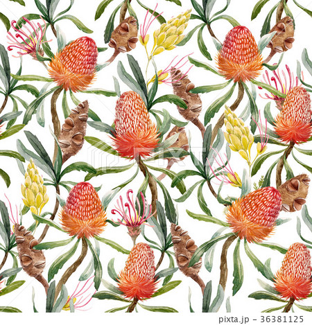 Watercolor tropical australian pattern 36381125