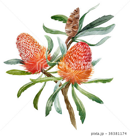 Watercolor banksia flower composition Watercolor banksia flower composition 36381174