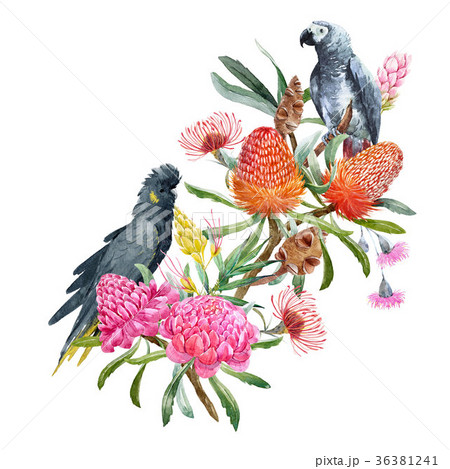 Watercolor banksia flower composition 36381241