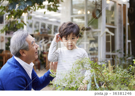 家族 ファミリー 木 36381246