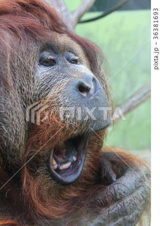 orangutan monkey head orangutan monkey head 36381693