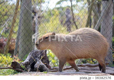 カピバラ 36382576