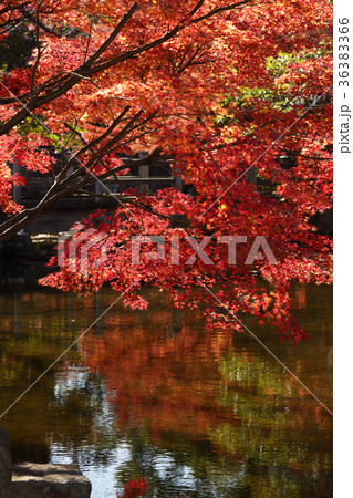 大山公園の紅葉 大山公園の紅葉 36383366