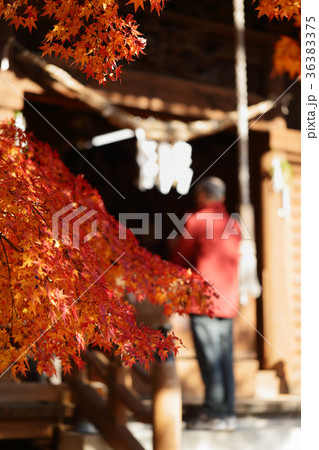 大山公園の紅葉 36383375