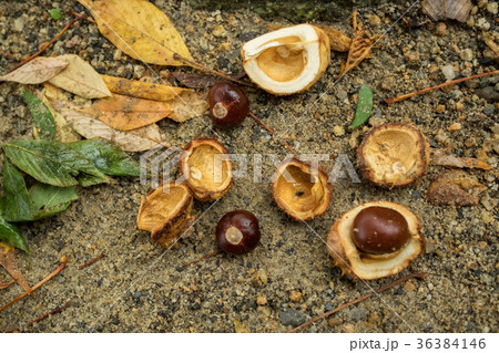 Chestnuts with and without peel on the ground 36384146