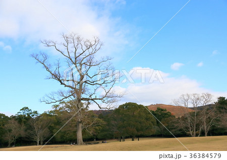 晩秋の奈良 飛火野 晩秋の奈良 飛火野 36384579