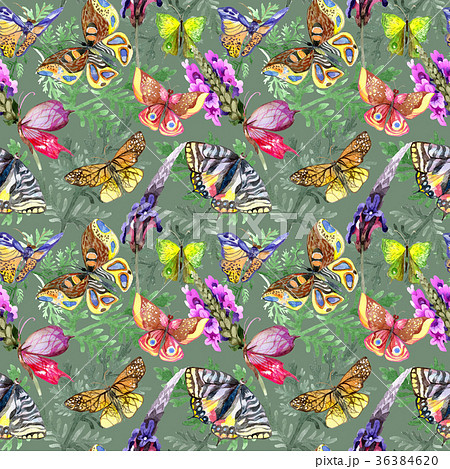 Exotic  butterfly wild insect pattern in 36384620