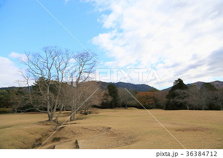 晩秋の奈良 飛火野 晩秋の奈良 飛火野 36384712