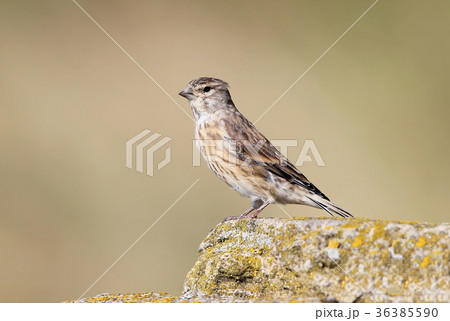 The common linnet (Linaria cannabina) The common linnet (Linaria cannabina) 36385590