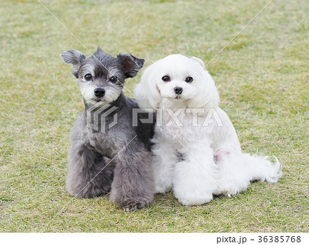 寄り添う2匹の犬の写真素材