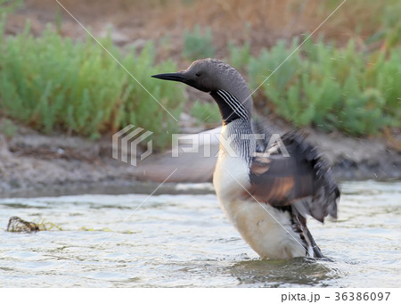 Black-throated loon Black-throated loon 36386097