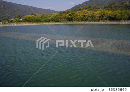 宮川内調整池 宮川内調整池 36386646