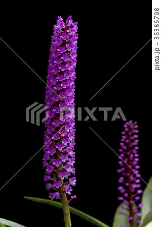 原種洋ランArpophyllum giganteumの花 原種洋ランArpophyllum giganteumの花 36386798