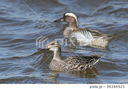 The garganey (Spatula querquedula) The garganey (Spatula querquedula) 36386925