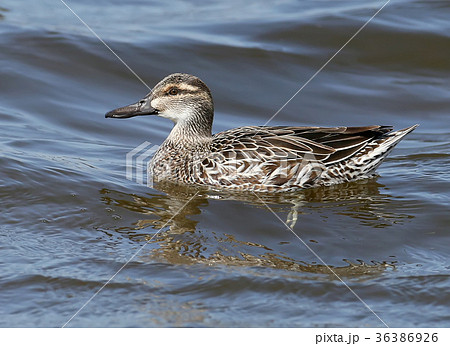 The garganey (Spatula querquedula) on the water 36386926