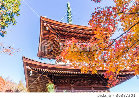 日本の秋 京都嵯峨 常寂光寺の紅葉 日本の秋 京都嵯峨 常寂光寺の紅葉 36387201