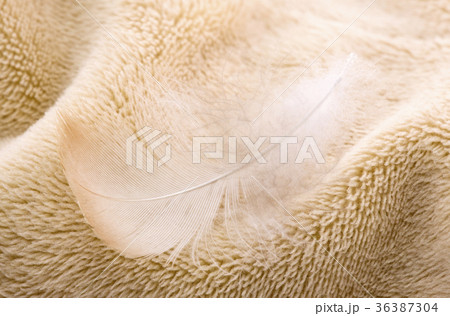 Feather on fabric  36387304