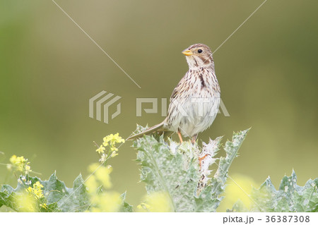 The corn bunting (Emberiza calandra)  36387308