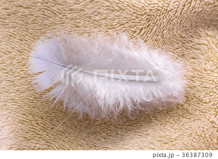 Feather on fabric  36387309
