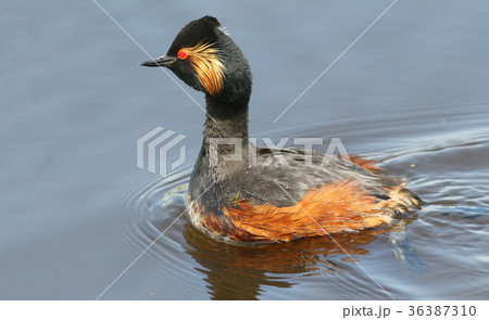 Black necked grebe in breeding plumage 36387310