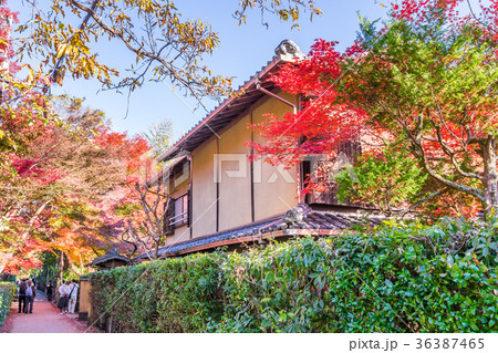 日本の秋 京都嵯峨野の紅葉 日本の秋 京都嵯峨野の紅葉 36387465