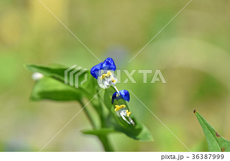 ツユクサ（露草） 36387999