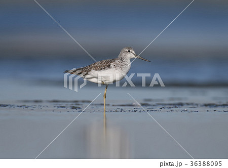 Classical portrait of greenshank 36388095