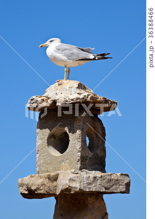 European Herring Gull Sitting Down on the Chimney European Herring Gull Sitting Down on the Chimney 36388466