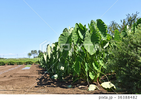 サトイモ畑 36388482