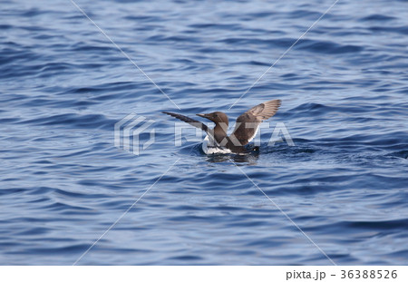 ウミガラス 36388526
