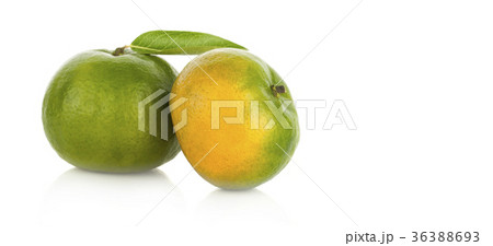 green Tangerine 36388693