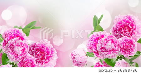 pink   peonies border 36388736