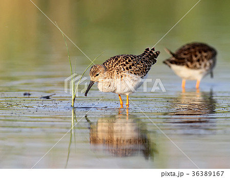 The ruff (Calidris pugnax) 36389167