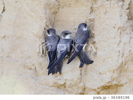 Three sand martin near nest Three sand martin near nest 36389196