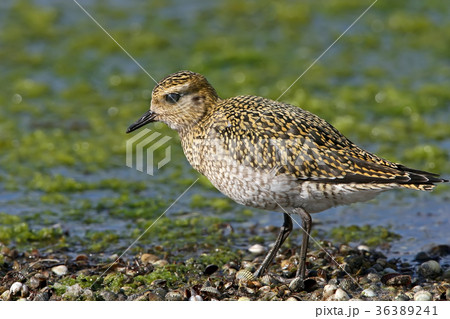 Golden plover in winter plumage Golden plover in winter plumage 36389241