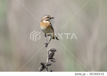 Female winchat Female winchat 36389242