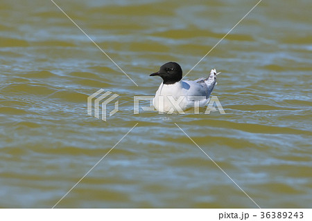 little gull (Hydrocoloeus minutus little gull (Hydrocoloeus minutus 36389243