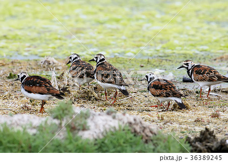 Little flock of turnstone 36389245