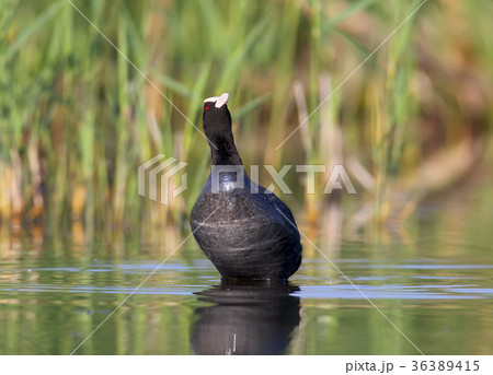Close up photo eurasian coot Close up photo eurasian coot 36389415