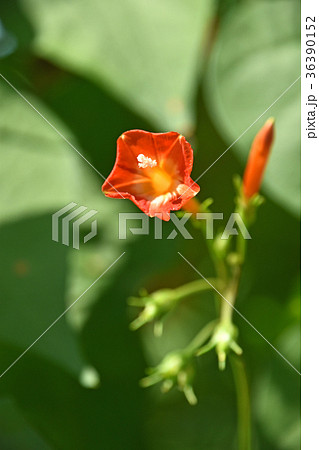 マルバルコウソウ(丸葉縷紅草) マルバルコウソウ(丸葉縷紅草) 36390152